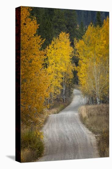Gravel backroad and autumn aspen trees, Grand Teton National Park, Wyoming-Adam Jones-Stretched Canvas