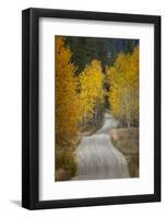 Gravel backroad and autumn aspen trees, Grand Teton National Park, Wyoming-Adam Jones-Framed Photographic Print