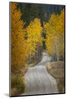 Gravel backroad and autumn aspen trees, Grand Teton National Park, Wyoming-Adam Jones-Mounted Photographic Print