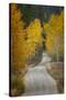 Gravel backroad and autumn aspen trees, Grand Teton National Park, Wyoming-Adam Jones-Stretched Canvas