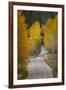 Gravel backroad and autumn aspen trees, Grand Teton National Park, Wyoming-Adam Jones-Framed Photographic Print