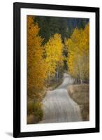 Gravel backroad and autumn aspen trees, Grand Teton National Park, Wyoming-Adam Jones-Framed Photographic Print