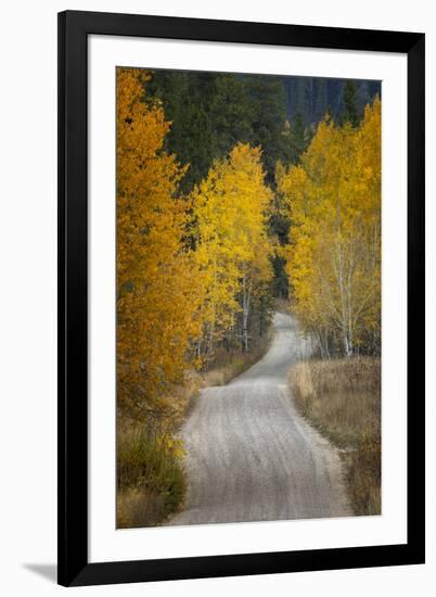 Gravel backroad and autumn aspen trees, Grand Teton National Park, Wyoming-Adam Jones-Framed Photographic Print