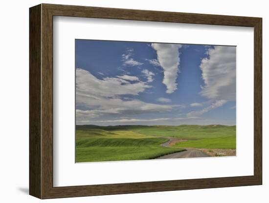 Gravel dirt road running through rolling hills planted in wheat, Eastern Washington-Darrell Gulin-Framed Photographic Print