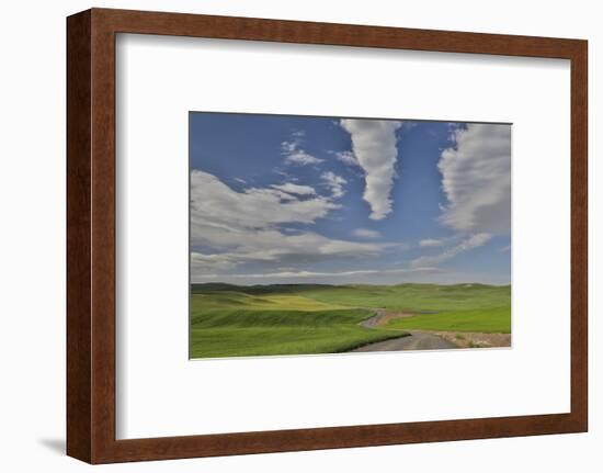 Gravel dirt road running through rolling hills planted in wheat, Eastern Washington-Darrell Gulin-Framed Photographic Print