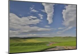 Gravel dirt road running through rolling hills planted in wheat, Eastern Washington-Darrell Gulin-Mounted Photographic Print