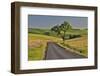 Gravel road and lone tree Palouse Country Eastern Washington-Darrell Gulin-Framed Photographic Print