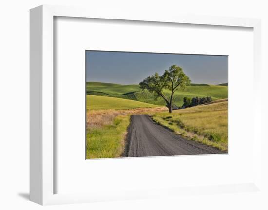 Gravel road and lone tree Palouse Country Eastern Washington-Darrell Gulin-Framed Photographic Print