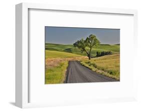 Gravel road and lone tree Palouse Country Eastern Washington-Darrell Gulin-Framed Photographic Print