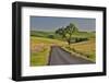 Gravel road and lone tree Palouse Country Eastern Washington-Darrell Gulin-Framed Photographic Print