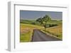 Gravel road and lone tree Palouse Country Eastern Washington-Darrell Gulin-Framed Photographic Print