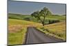 Gravel road and lone tree Palouse Country Eastern Washington-Darrell Gulin-Mounted Photographic Print