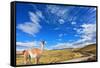 Gravel Road between the Mountains and Trusting Guanaco -  Small Camel. National Park Torres Del Pai-kavram-Framed Stretched Canvas