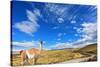 Gravel Road between the Mountains and Trusting Guanaco -  Small Camel. National Park Torres Del Pai-kavram-Stretched Canvas