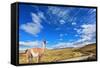 Gravel Road between the Mountains and Trusting Guanaco -  Small Camel. National Park Torres Del Pai-kavram-Framed Stretched Canvas