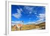 Gravel Road between the Mountains and Trusting Guanaco -  Small Camel. National Park Torres Del Pai-kavram-Framed Photographic Print