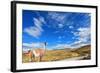 Gravel Road between the Mountains and Trusting Guanaco -  Small Camel. National Park Torres Del Pai-kavram-Framed Photographic Print