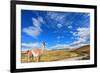 Gravel Road between the Mountains and Trusting Guanaco -  Small Camel. National Park Torres Del Pai-kavram-Framed Photographic Print