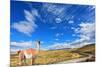 Gravel Road between the Mountains and Trusting Guanaco -  Small Camel. National Park Torres Del Pai-kavram-Mounted Photographic Print