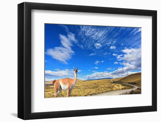 Gravel Road between the Mountains and Trusting Guanaco -  Small Camel. National Park Torres Del Pai-kavram-Framed Photographic Print