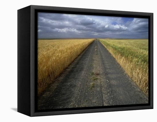 Gravel Road Passing Through Wheat Field-Darrell Gulin-Framed Stretched Canvas