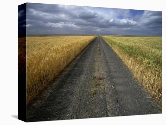 Gravel Road Passing Through Wheat Field-Darrell Gulin-Stretched Canvas