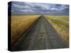 Gravel Road Passing Through Wheat Field-Darrell Gulin-Stretched Canvas