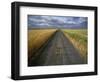 Gravel Road Passing Through Wheat Field-Darrell Gulin-Framed Photographic Print