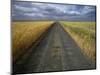 Gravel Road Passing Through Wheat Field-Darrell Gulin-Mounted Photographic Print