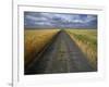 Gravel Road Passing Through Wheat Field-Darrell Gulin-Framed Photographic Print