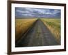 Gravel Road Passing Through Wheat Field-Darrell Gulin-Framed Photographic Print