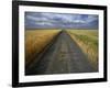 Gravel Road Passing Through Wheat Field-Darrell Gulin-Framed Photographic Print