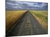 Gravel Road Passing Through Wheat Field-Darrell Gulin-Mounted Photographic Print