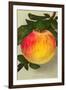 Gravenstein Apple-null-Framed Art Print