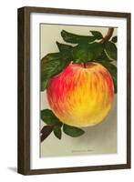 Gravenstein Apple-null-Framed Art Print