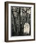 Gravestone and Trees, High Sierra, 1950-Brett Weston-Framed Photographic Print