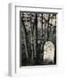 Gravestone and Trees, High Sierra, 1950-Brett Weston-Framed Photographic Print