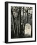 Gravestone and Trees, High Sierra, 1950-Brett Weston-Framed Photographic Print