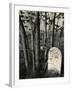 Gravestone and Trees, High Sierra, 1950-Brett Weston-Framed Photographic Print