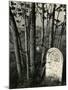 Gravestone and Trees, High Sierra, 1950-Brett Weston-Mounted Photographic Print
