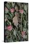 Gravestone Roses-Tim Kahane-Stretched Canvas