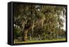 Gravestones and Trees Draped in Spanish Moss in Bonaventure Cemetery, Savannah, Georgia-Paul Souders-Framed Stretched Canvas