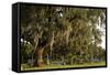 Gravestones and Trees Draped in Spanish Moss in Bonaventure Cemetery, Savannah, Georgia-Paul Souders-Framed Stretched Canvas