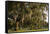 Gravestones and Trees Draped in Spanish Moss in Bonaventure Cemetery, Savannah, Georgia-Paul Souders-Framed Stretched Canvas