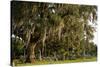 Gravestones and Trees Draped in Spanish Moss in Bonaventure Cemetery, Savannah, Georgia-Paul Souders-Stretched Canvas