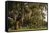 Gravestones and Trees Draped in Spanish Moss in Bonaventure Cemetery, Savannah, Georgia-Paul Souders-Framed Stretched Canvas