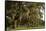 Gravestones and Trees Draped in Spanish Moss in Bonaventure Cemetery, Savannah, Georgia-Paul Souders-Framed Stretched Canvas