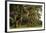 Gravestones and Trees Draped in Spanish Moss in Bonaventure Cemetery, Savannah, Georgia-Paul Souders-Framed Photographic Print