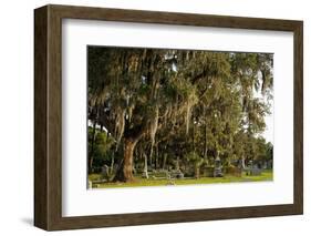 Gravestones and Trees Draped in Spanish Moss in Bonaventure Cemetery, Savannah, Georgia-Paul Souders-Framed Photographic Print