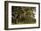 Gravestones and Trees Draped in Spanish Moss in Bonaventure Cemetery, Savannah, Georgia-Paul Souders-Framed Photographic Print